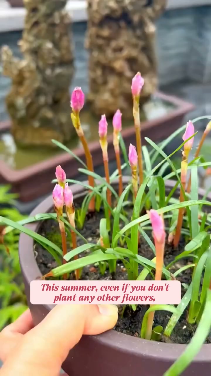 Premium Rain Lily Bulbs-Repeat-Blooming • Heat-Tolerant