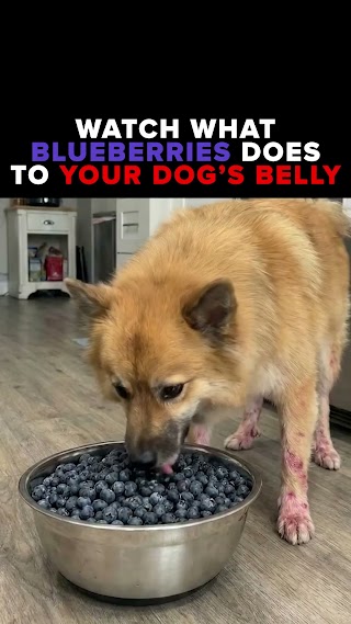 Perfect for sensitive tummies!