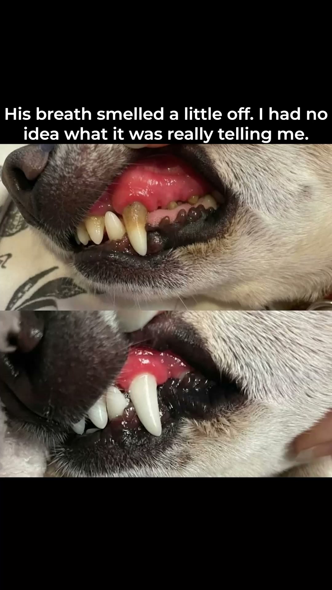 The Shocking Truth About Dog Breath