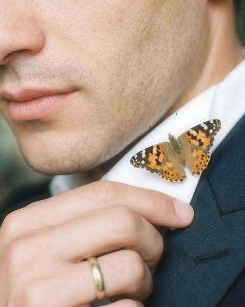 Home • Butterflies for Events