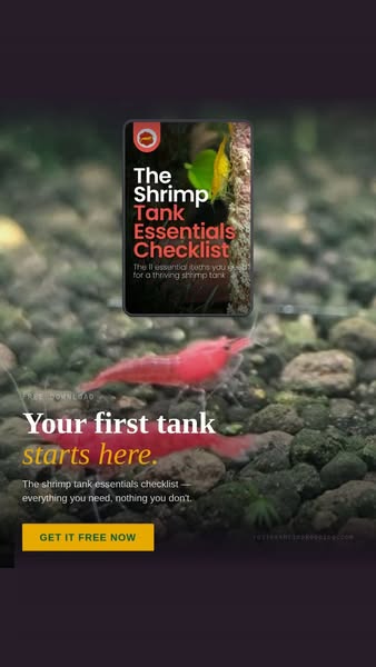 11 Shrimp Keeping Essentials Checklist