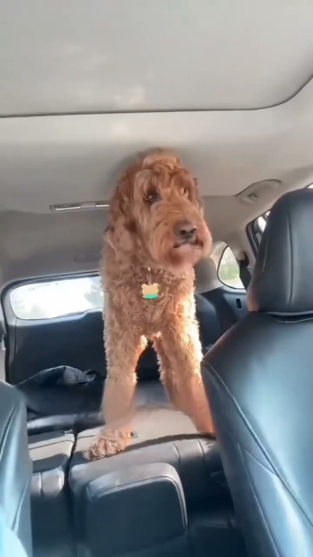 Pawlow Hard Bottom Seat Cover