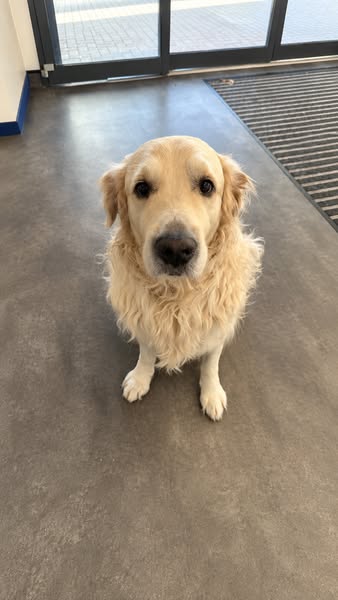 Give Your Dog The Right Water!
