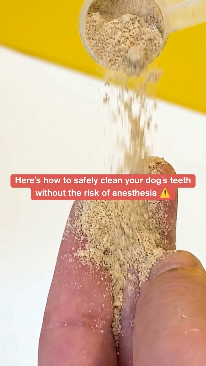 Easiest Routine for Cleaner Dog Teeth
