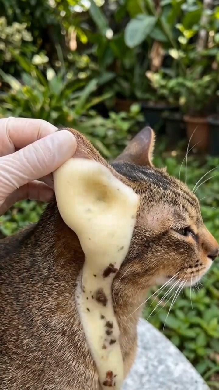 Got Dogs AND Cats? You Need This!