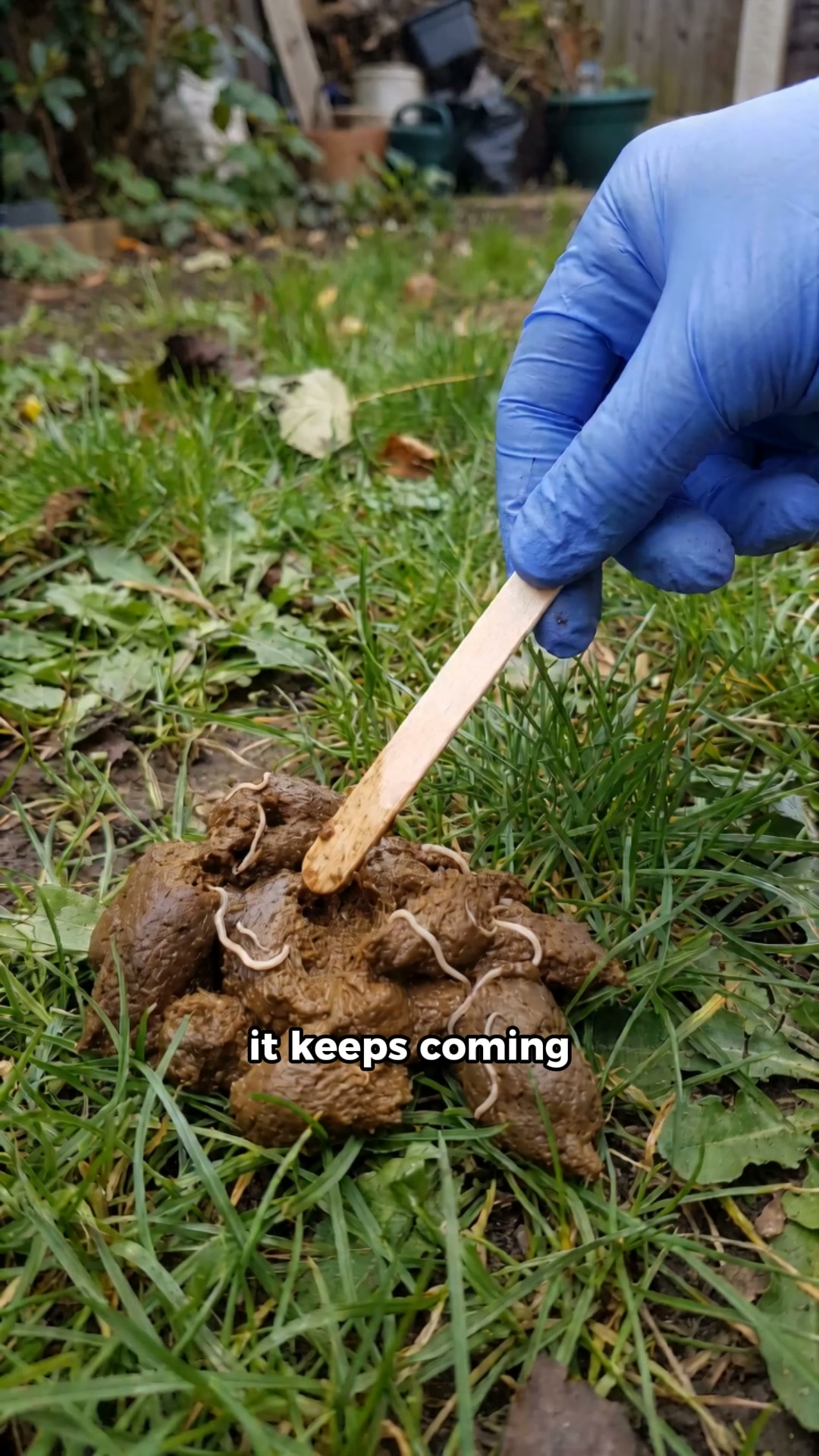 Help Your Dog Today