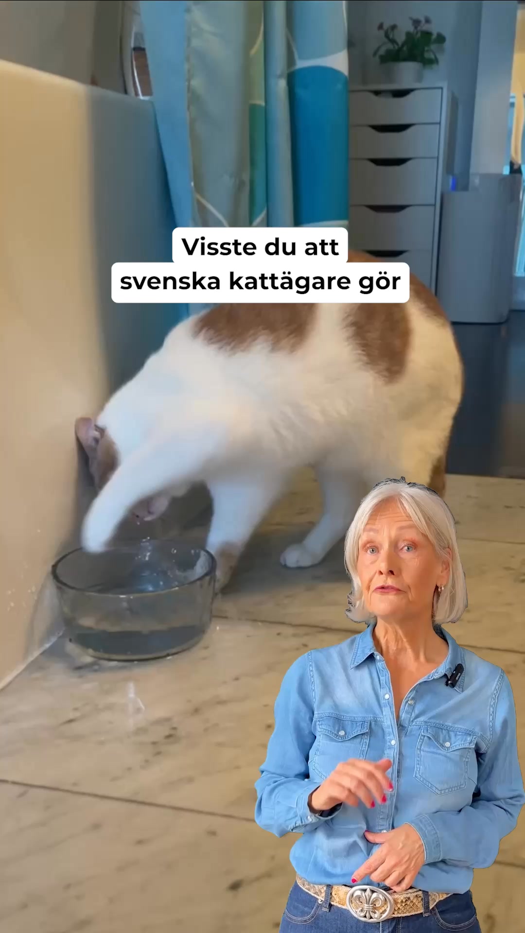 Visa omsorg och ge din katt fräschare vatten