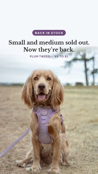 Plum Tweed: Back in Stock