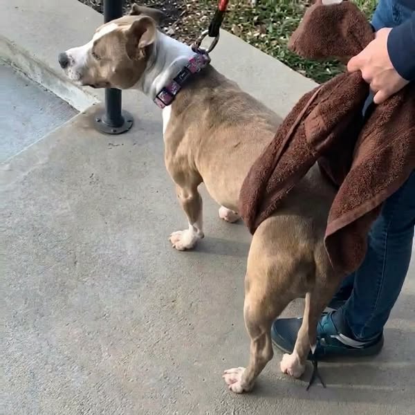 What vets aren’t telling you about your dog’s back legs
