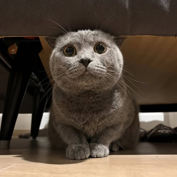 Cat Breeder Nail Care Hack