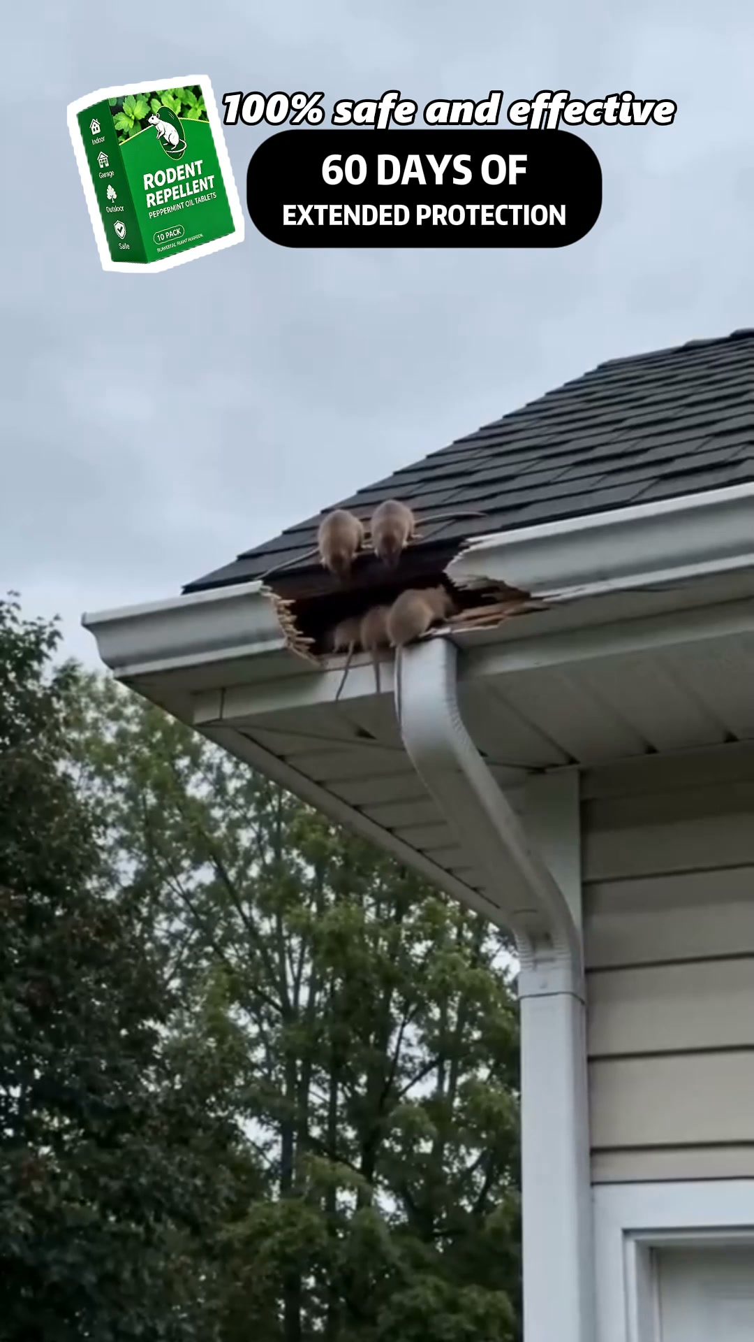 Keep Unwanted Rodents Away