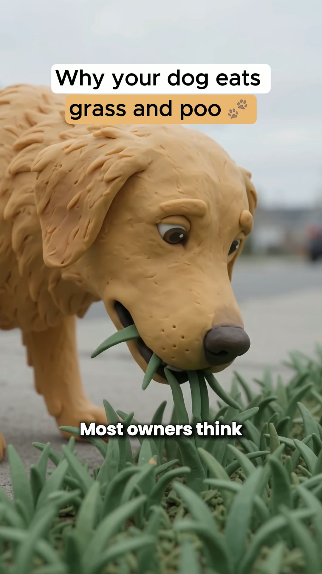 Help Your Dog Today