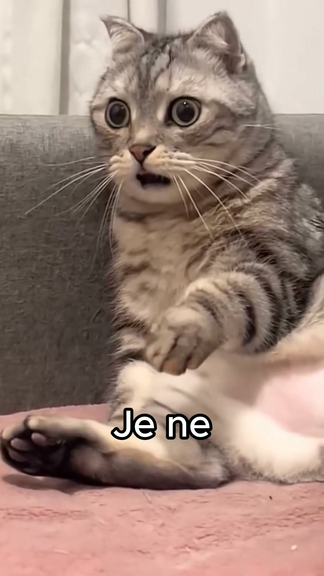 #1 Jouet pour chat