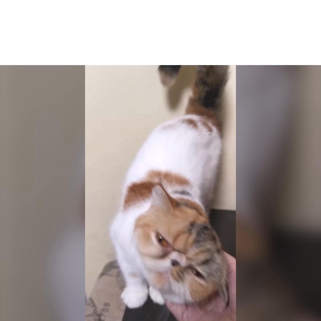 Is this food the secret to your cat's health?