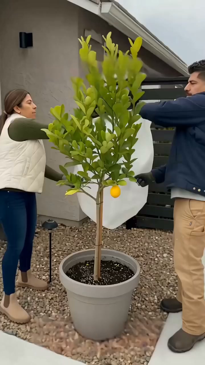 Practical Winter‑Garden Gift For Plant Lovers