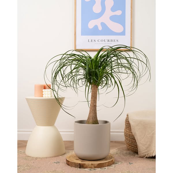 Ponytail Palm
