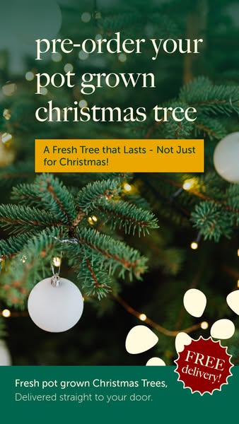 Pot Grown Christmas Trees