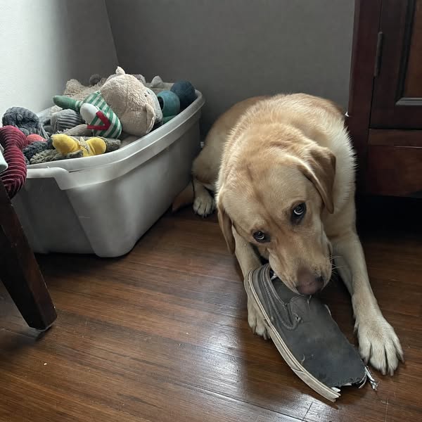 I added up every dog toy receipt. $412. He ignored all of them