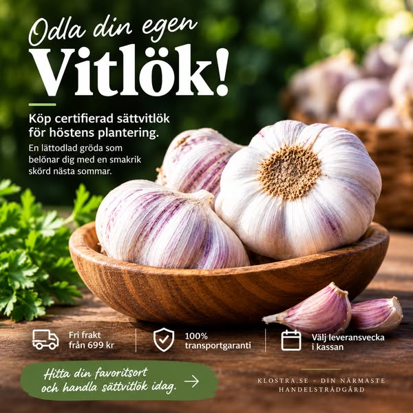 Säkra din vitlök med 100% transportgaranti