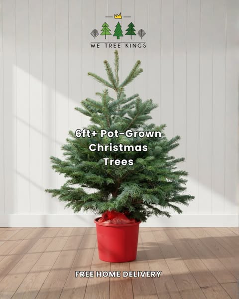 Get Your Real Potted Christmas Tree Now