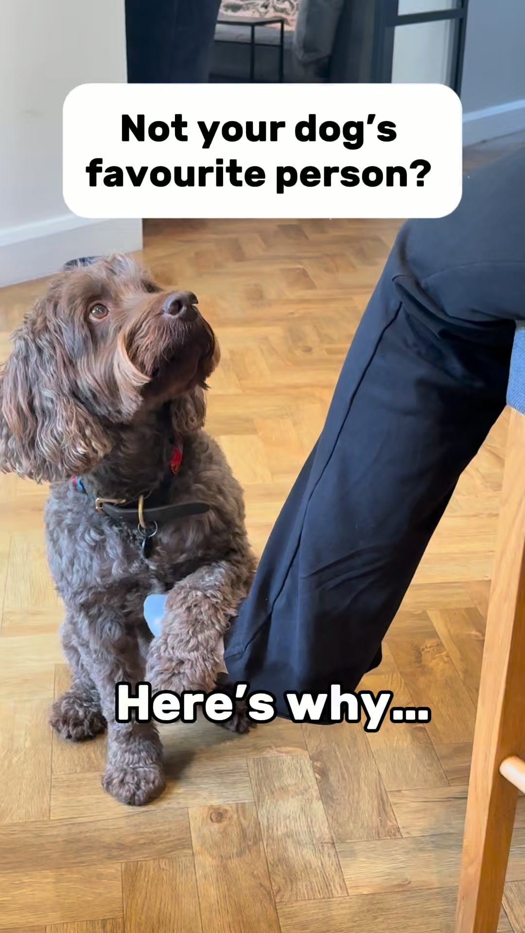 Daily Calm for Anxious Dogs