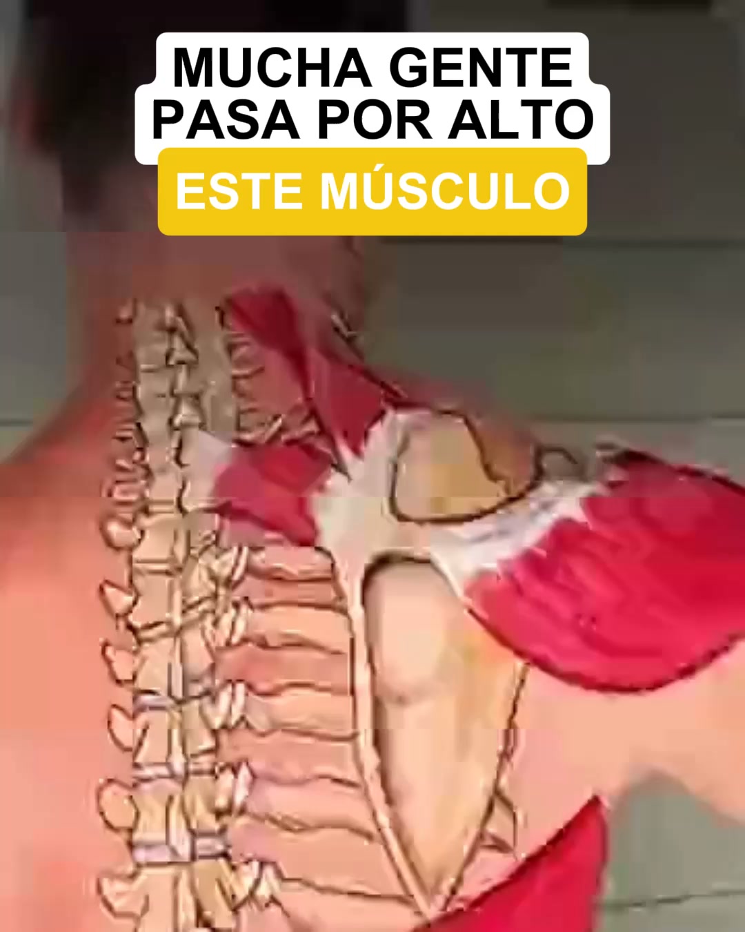 Envío Gratis | Pago Contrareembolso