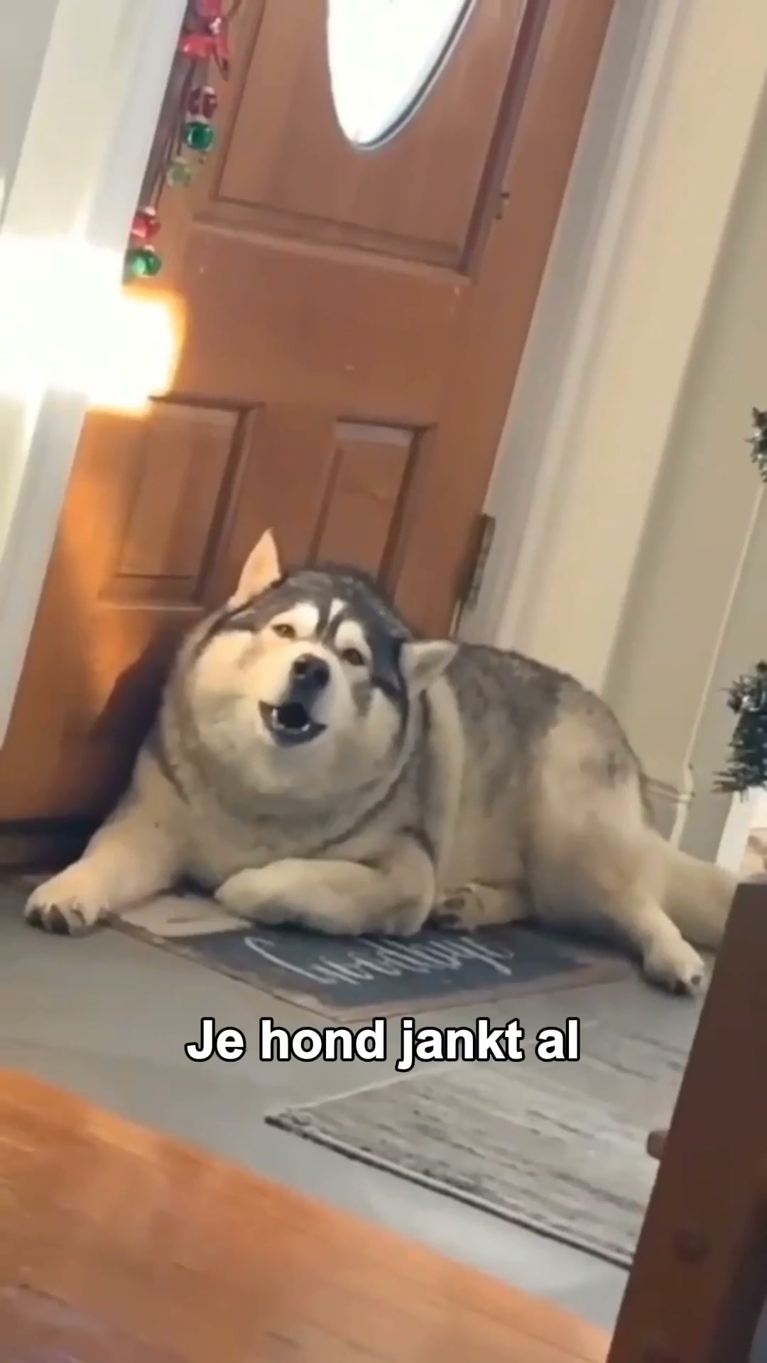 Zijn nieuwe favoriete maatje