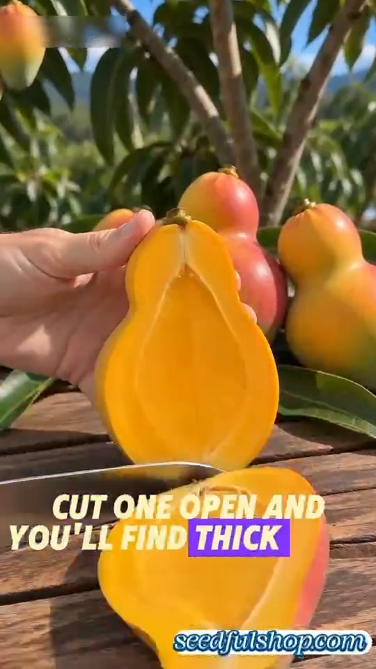 Anúncio de SeedfulShop.Magic