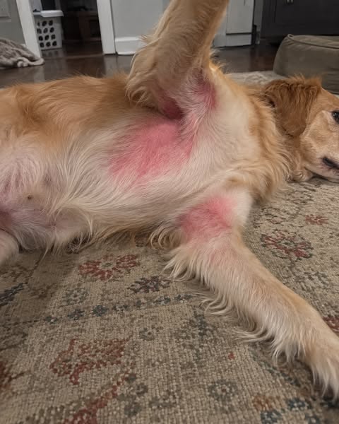 Read This Before Your Next Vet Bill