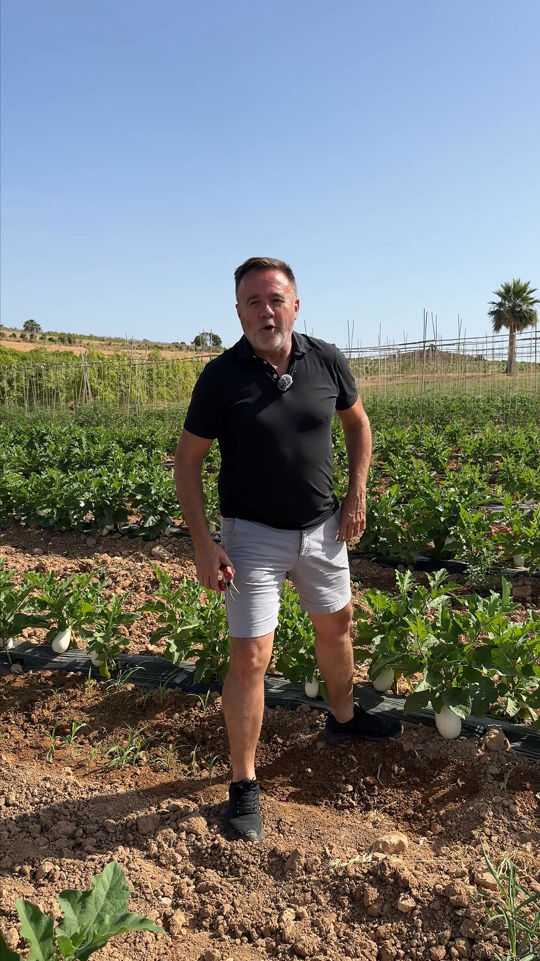 Berenjena Blanca Ecológica