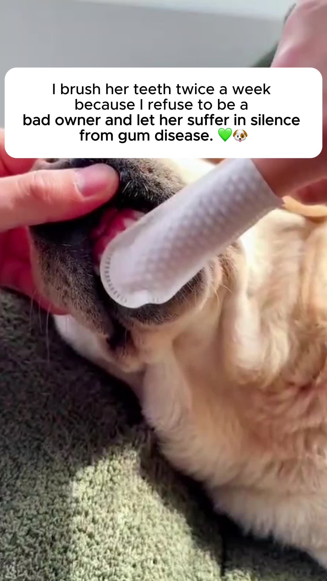 Give your dog a healthier, happier life