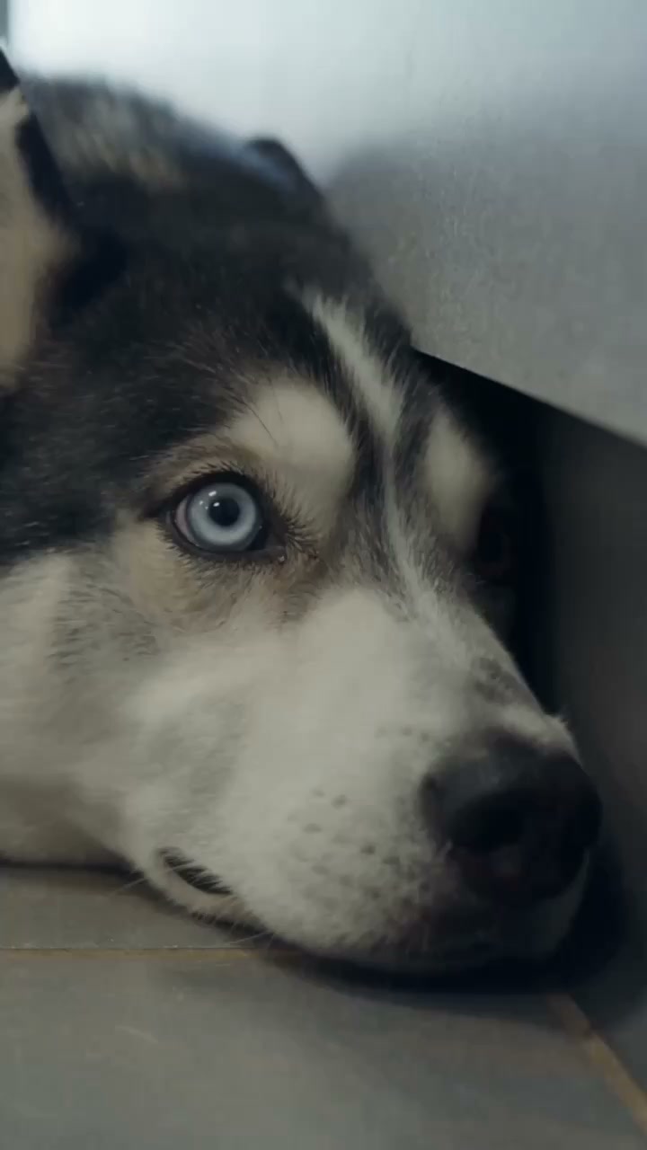 Why My Rescue Husky Kept Peeing Inside