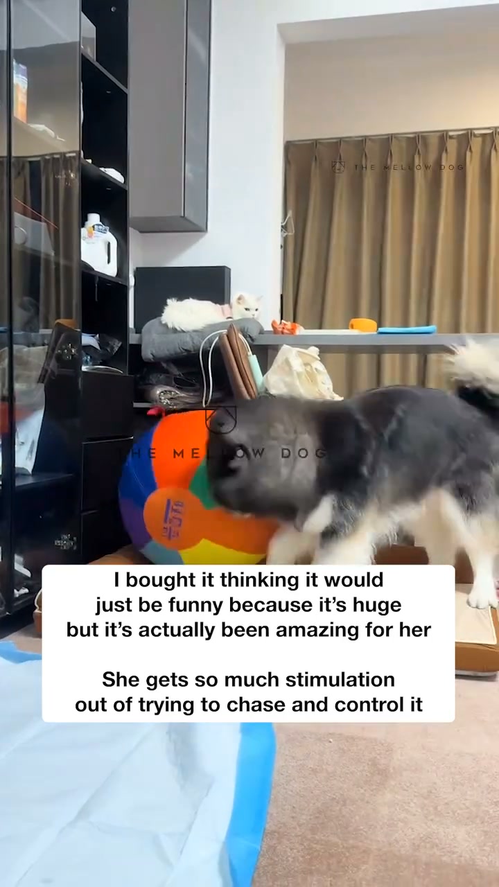 Watch your dog play like they've never played before