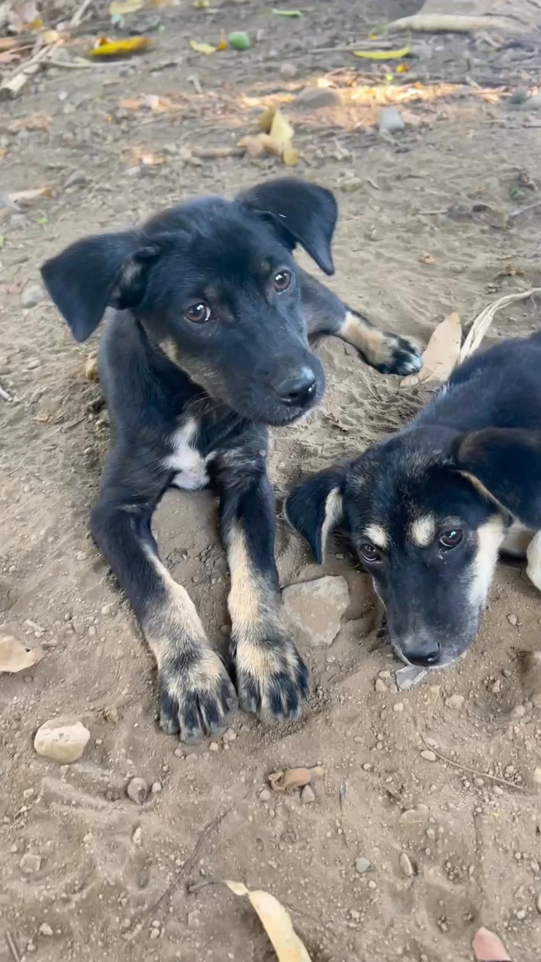 Rescue Paws Bracelet