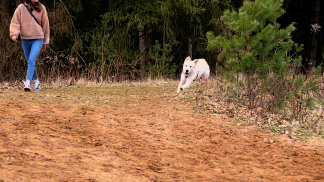Hochwertiges Hundezubehör