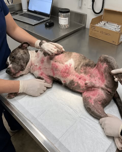 Your Dog's Summer Allergies Explained ^
