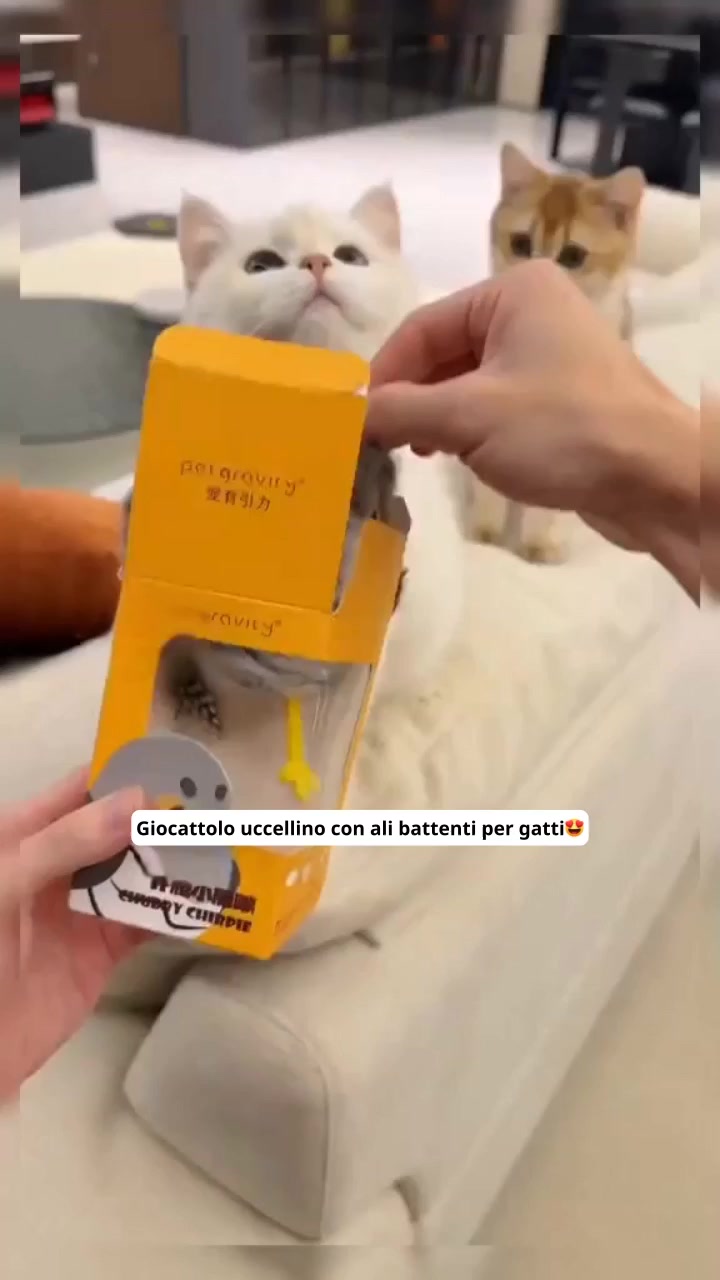 I gatti lo adorano!