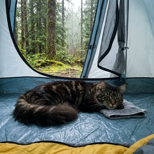 STOP filling your cat's bowl thinking you're doing enough