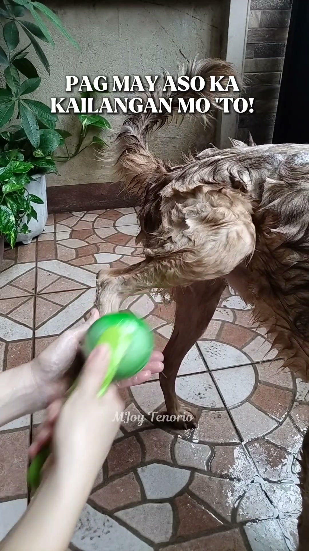 2-in-1 Pet Bath Brush – Shampoo Dispenser & Soft Massage Grooming Tool