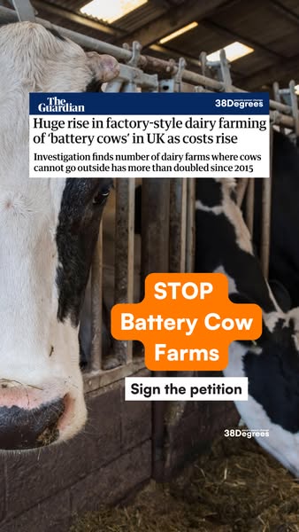 Stop Battery Cow Farming