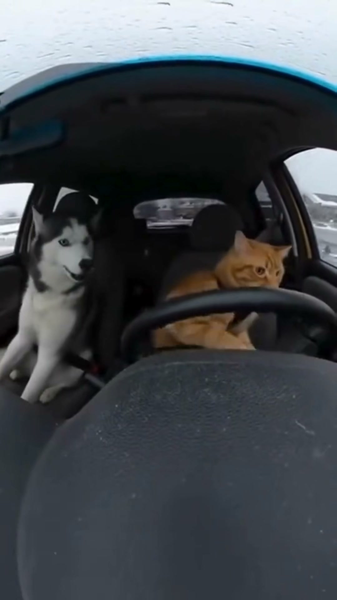 Only €29.98 Today! Deluxe Leather Dog Car Seat