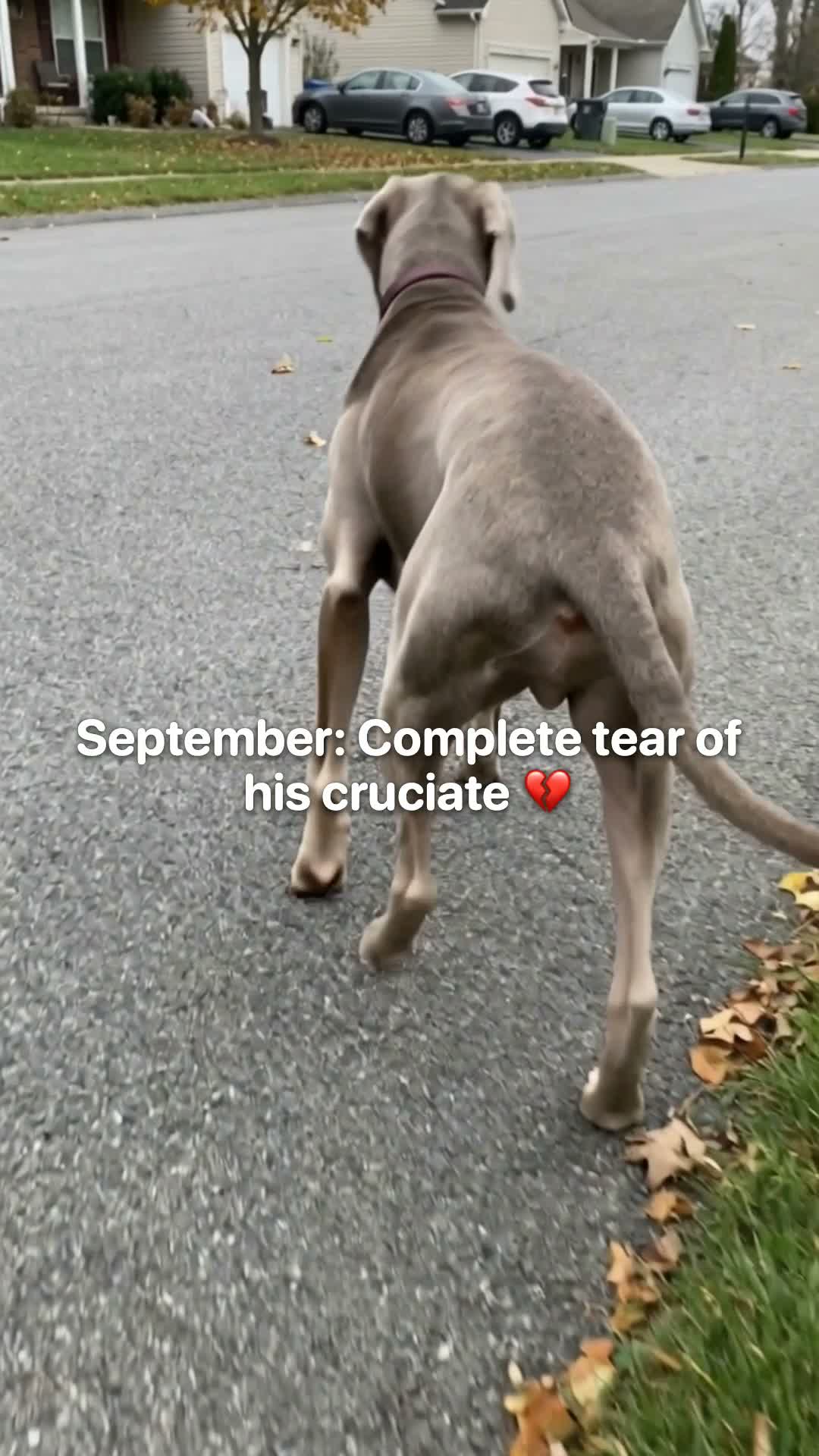 Torn Cruciate. No Op. Here's What We Fed Instead