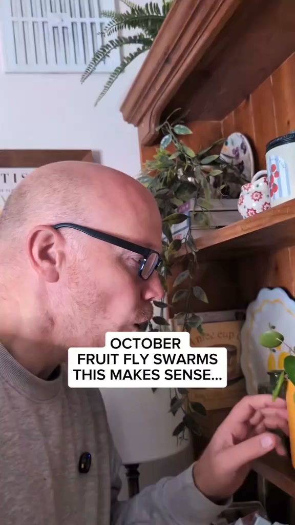 Ultra-Strong Fruit Fly Trap