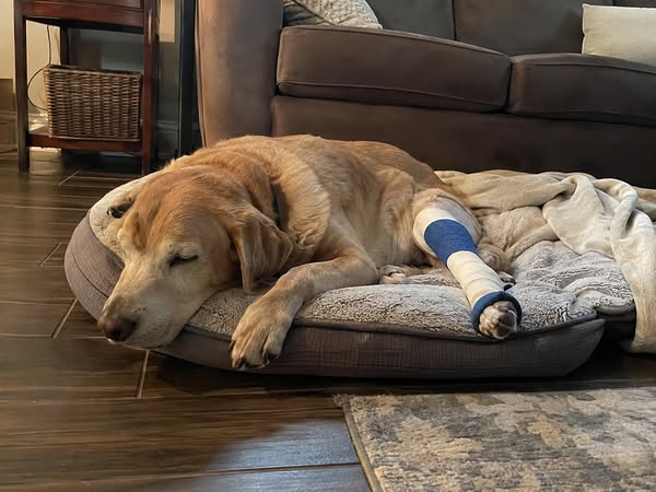 Your Dog's Torn CCL Didn't Happen The Way You Think