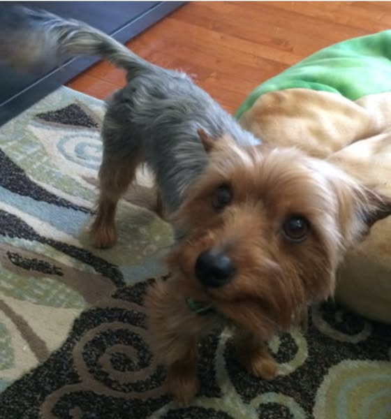 4 month update on my Yorkie's honk