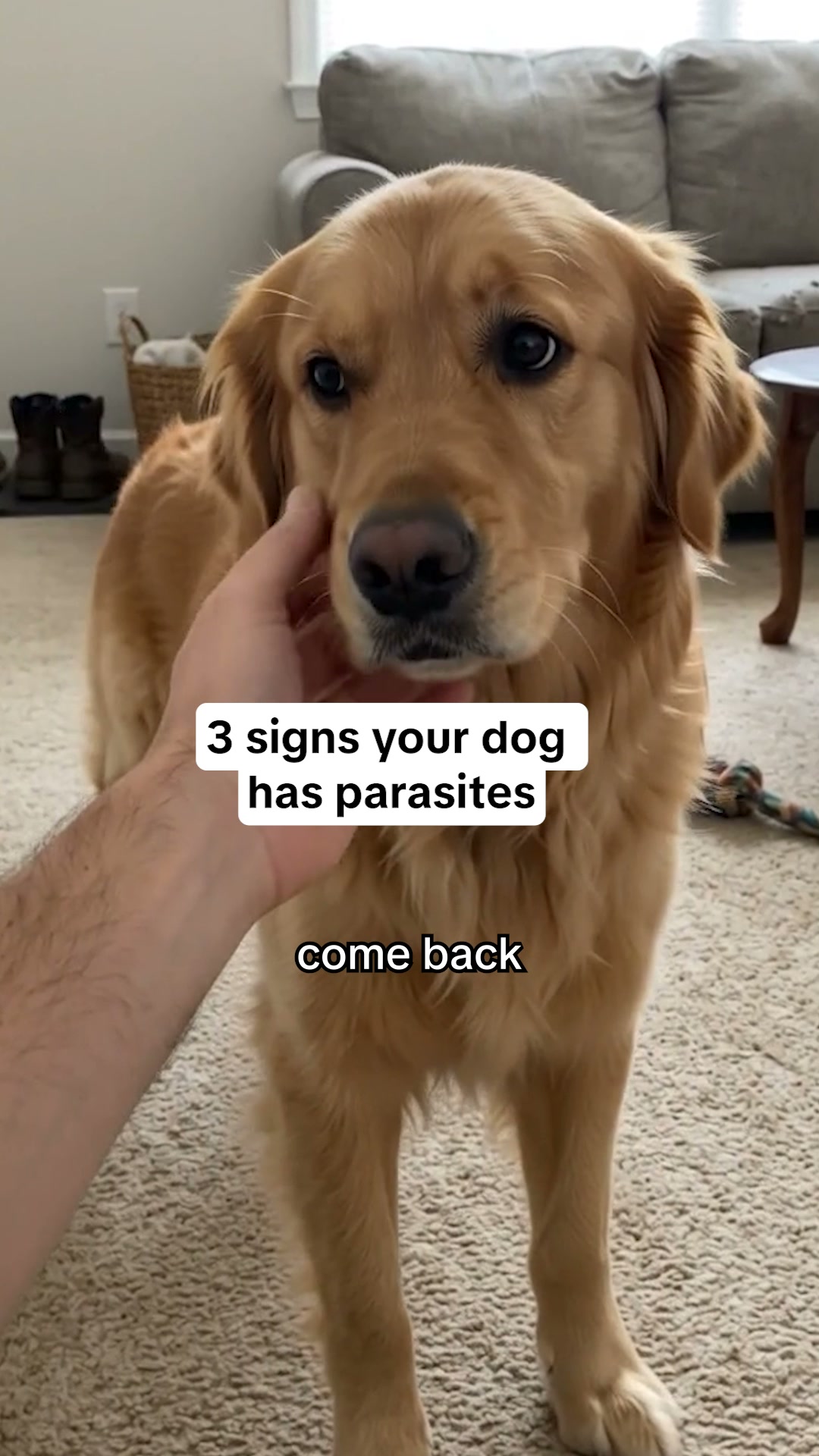 Help Your Dog Today