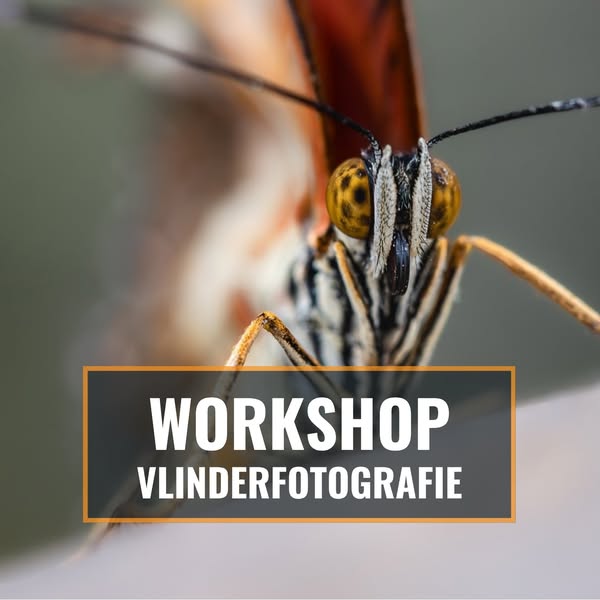 Samen vlinders leren fotograferen
