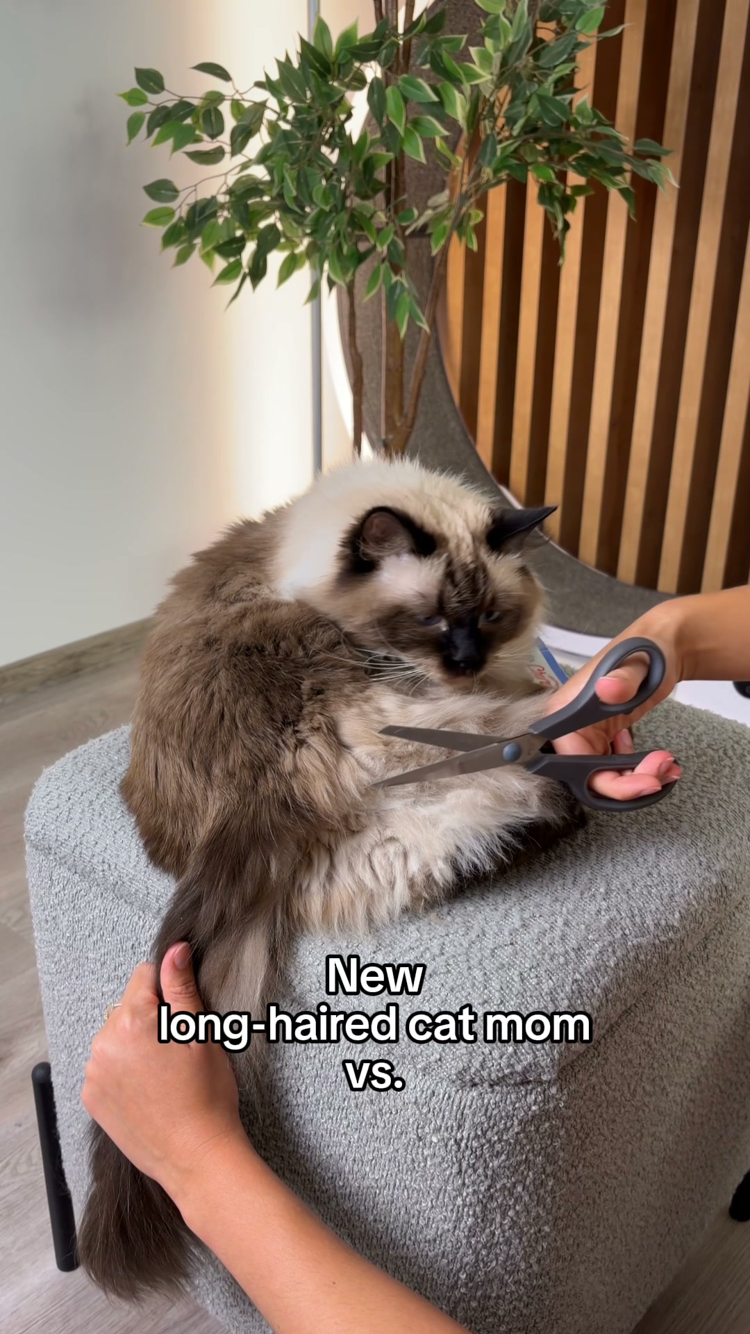 The Upgrade Every Long-haired Cat Parent Makes
