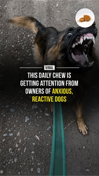 For Anxious & Reactive Dogs