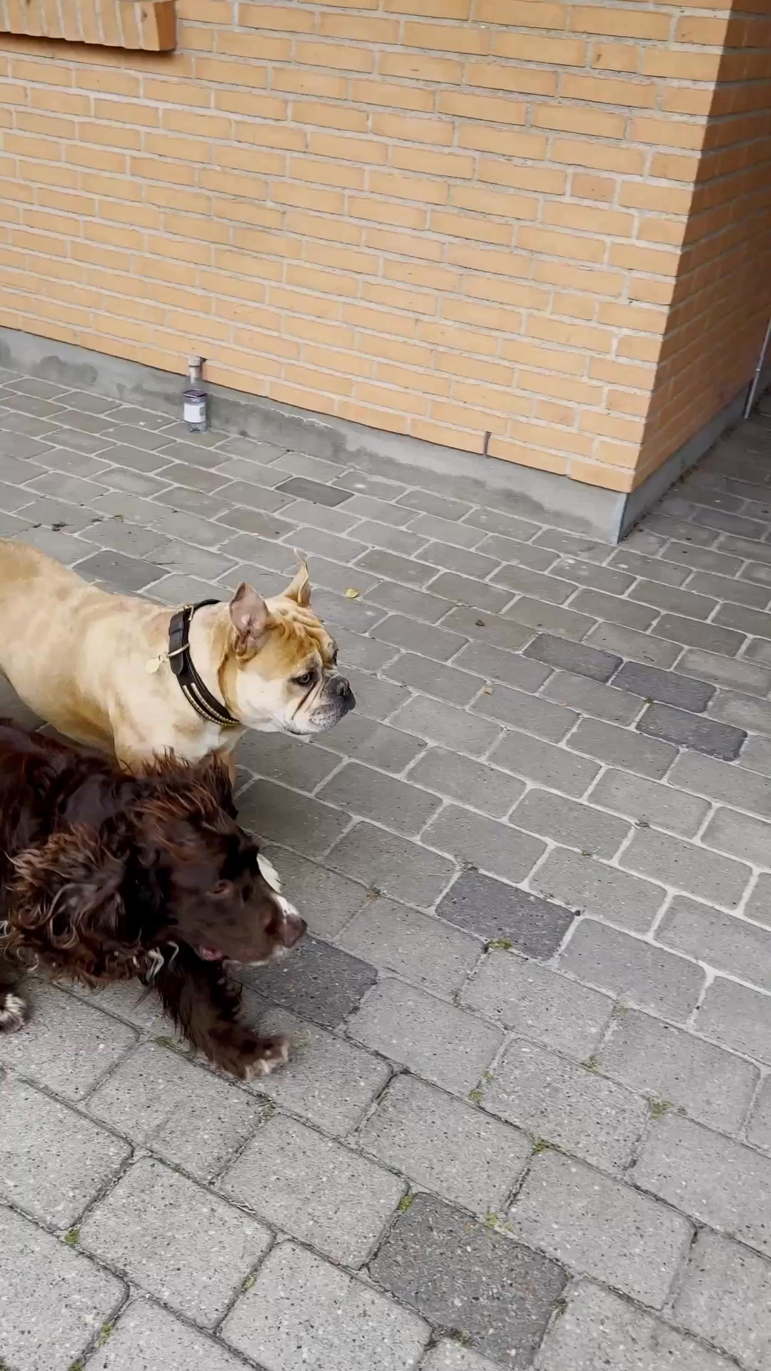 Hundejeres foretrukne løsning til bilen